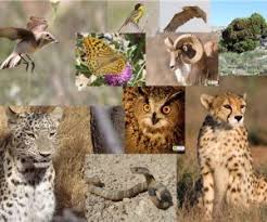 ۱۵۱ گونه جانوری ایران در خطر انقراض قرار دارد