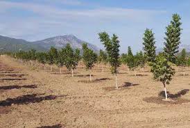 آغاز طرح مردمی کاشت یک میلیارد درخت با حمایت‌ صنایع کشور