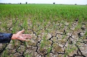 ممنوعیت کشت برنج در خوزستان به دلیل محدودیت‌های شدید منابع آبی