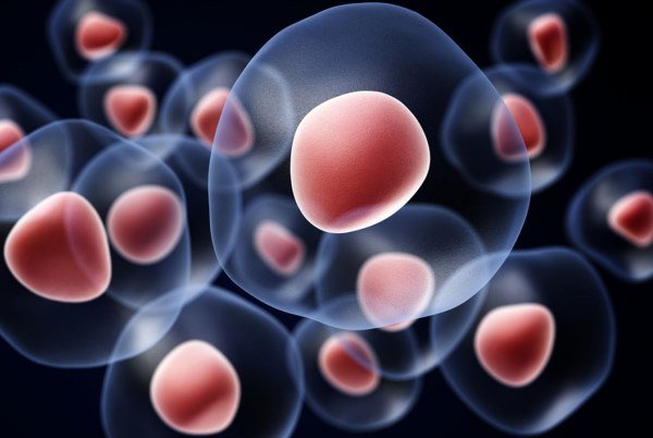سلول‌های بنیادی پرتوان به کمک درمان بیماری‌ها می‌آید