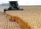 اعلام نرخ خرید تضمینی گندم سال زراعی جدید