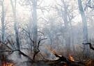 آتش‌سوزی در جنگل‌های هیرکانی رودبار مهار شد