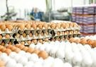 مشکلی در تأمین و توزیع تخم مرغ وجود ندارد