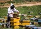 تولید ۱۳۶ هزار تن عسل بر اساس سرشماری سال ۱۴۰۱