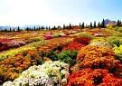 برپایی جشنواره گل‌های داودی از یکم آبان تا ۲۵ آذر در باغ گیاه‌شناسی ملی ایران
