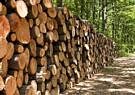 نیاز به ۷۲۰ میلیون اصله نهال برای طرح ۵۰۰ هزار هکتاری زراعت چوب